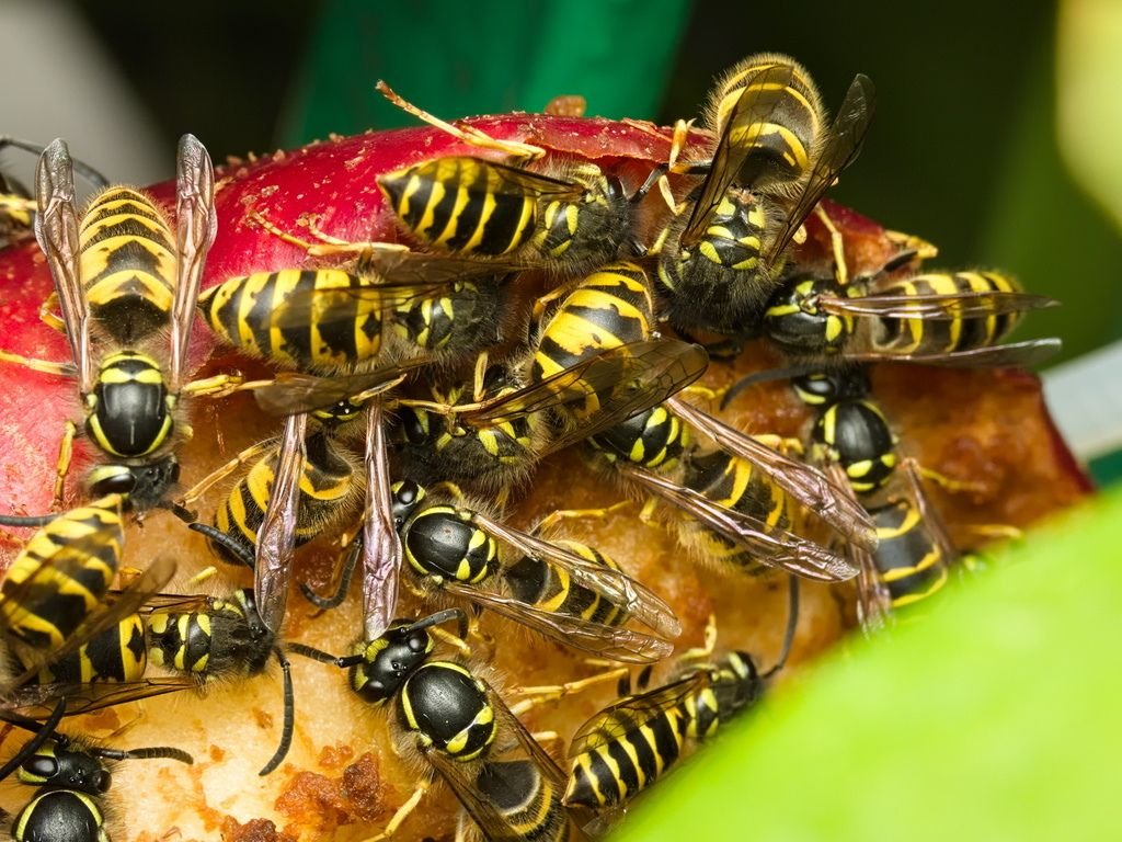 Bees, Wasps & Birds