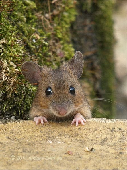 Mice