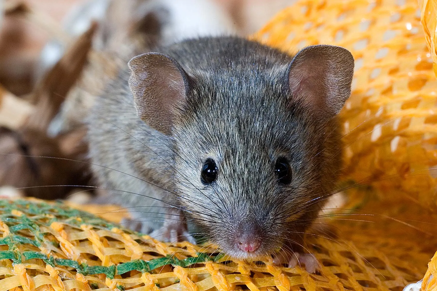 Rats & Mice