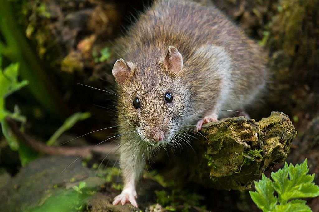 Rats