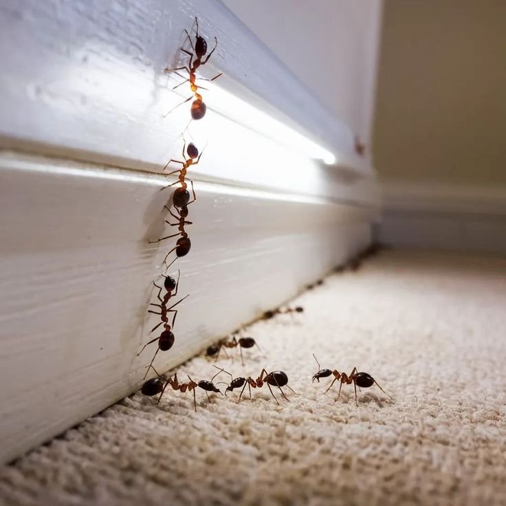 Spiders, Ants & Cockroaches