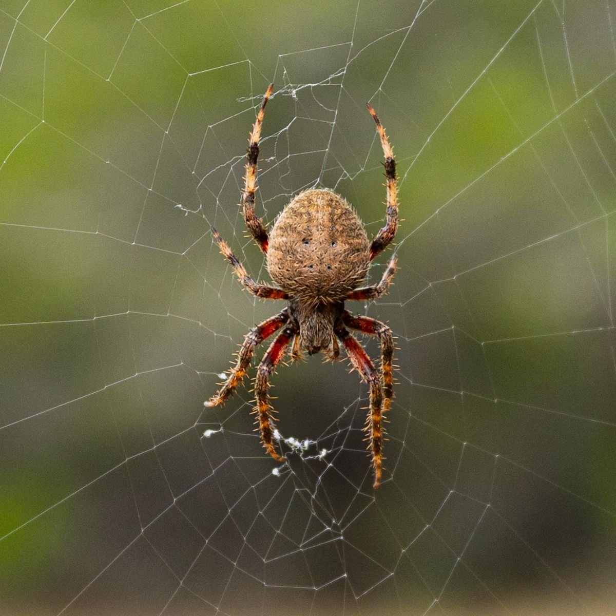Spiders
