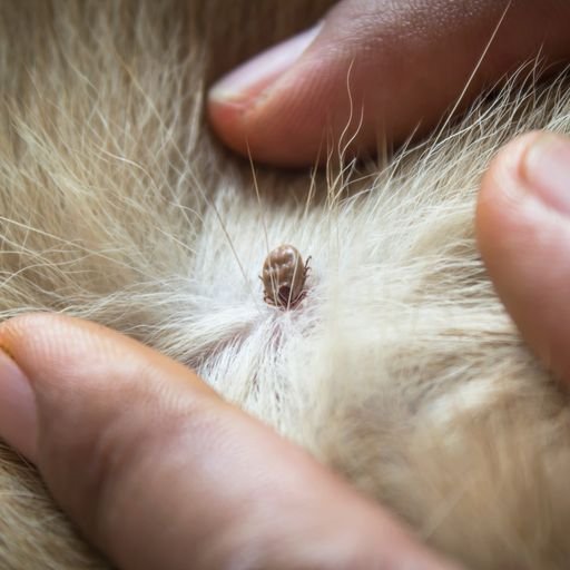 Ticks & Fleas